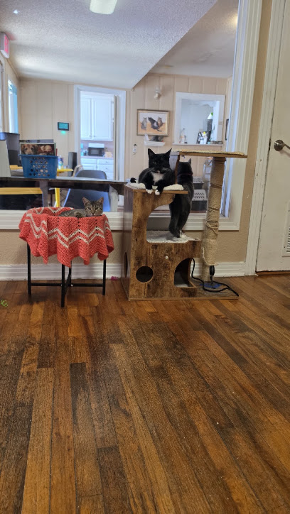 The Casual Cat Cafe, Dallas